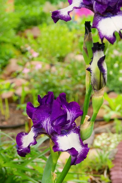 Lila iris blomma — Stockfoto