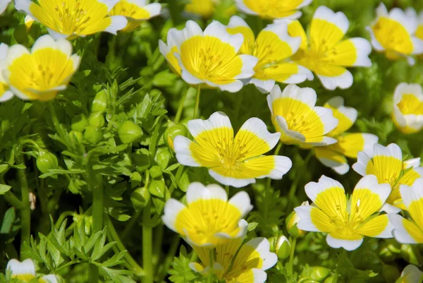 Pocherat ägg anläggning — Stockfoto