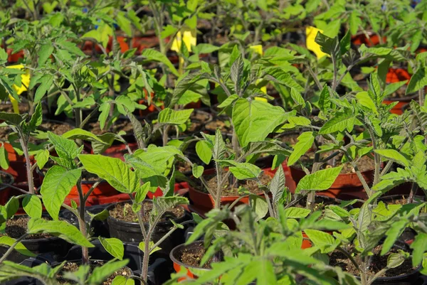 Plantas de tomate jovens — Fotografia de Stock