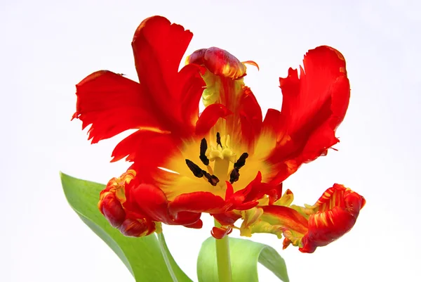 Tulip blomma på våren — Stockfoto