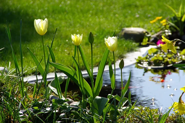 Tulipan wiosną — Zdjęcie stockowe