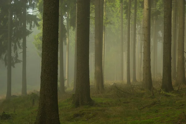 Forest in fog — Stock Photo, Image