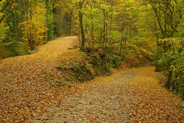 Track in autumn forest — Stock Photo, Image