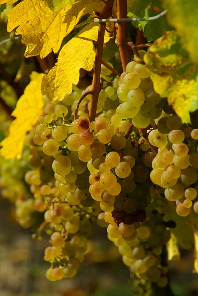 Žlutá zralé hroznové víno — Stock fotografie