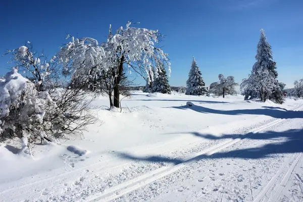 Śnieżny las w zimie — Zdjęcie stockowe