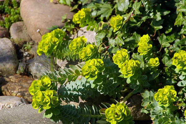 Kvetoucí rostlina euphorbia — Stock fotografie