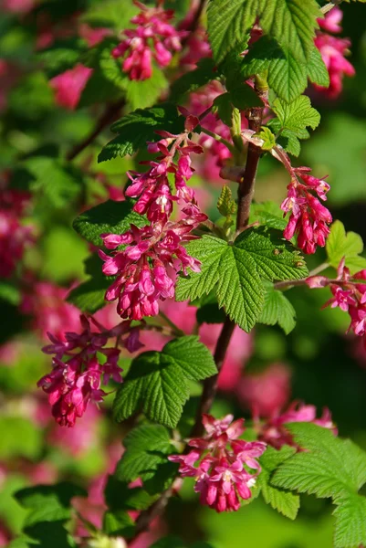 Red Flowering Currant — Stock Photo, Image