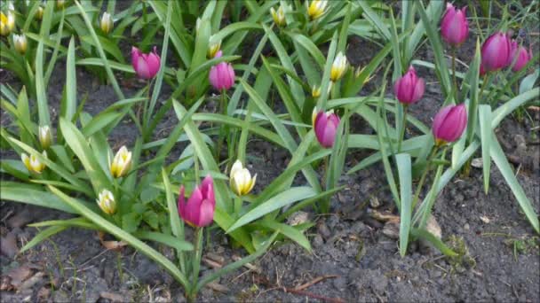 Flores de tulipán silvestres — Vídeos de Stock