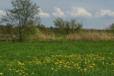 Baharda karahindiba çiçekler