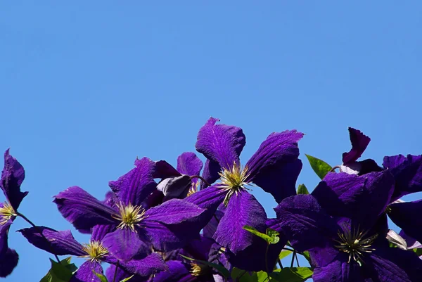 Purple Clematis flower — Stock Photo, Image