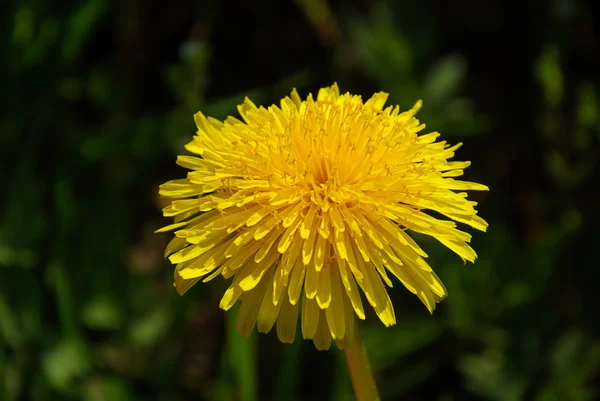 Dandelion flower in spring — Stock Photo, Image