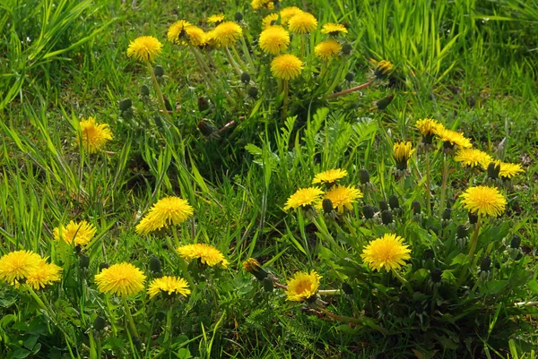 Dandelion flowers in spring — Stock Photo, Image