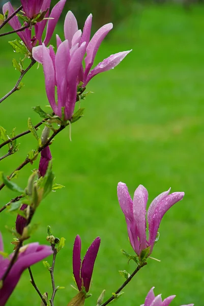 Lila Magnolienblüten — Stockfoto