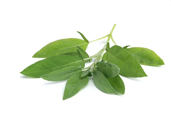 Hojas de salvia sobre blanco —  Fotos de Stock