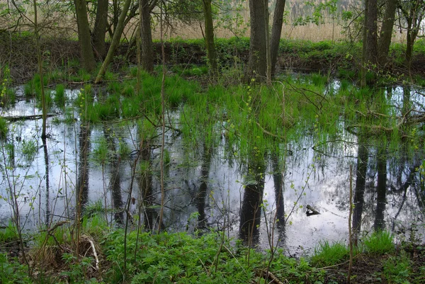 Swamp in forest — Stock Photo, Image