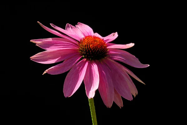 A fekete lila Coneflower — Stock Fotó