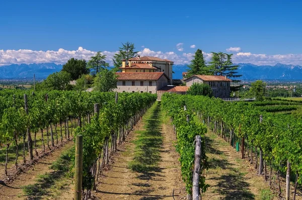 Friaul vineyard estate — Stock Photo, Image