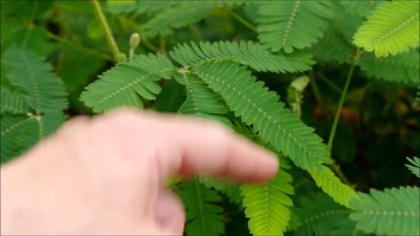 Fiore verde mimosa — Video Stock