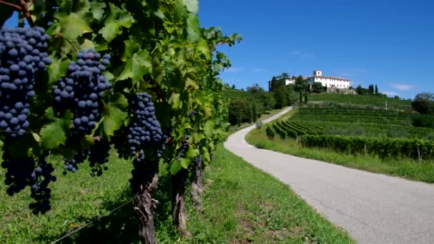 Rosazzo абатство і виноградом — стокове відео