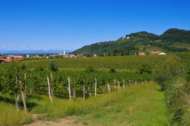 Yaz aylarında Friaul üzüm bağları