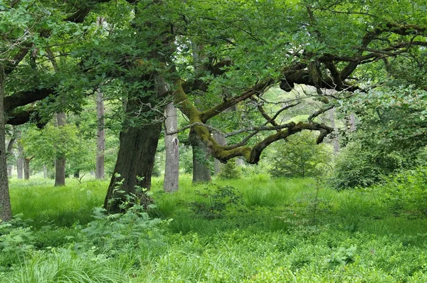 Ancient forest of Sababurg — Stock Photo, Image