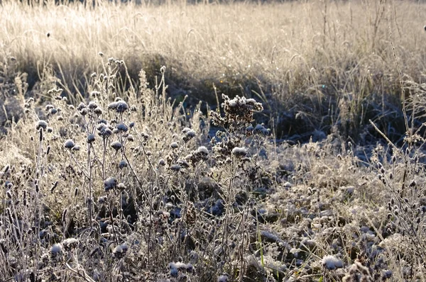 Meadow and hoarfrost — Stock Photo, Image
