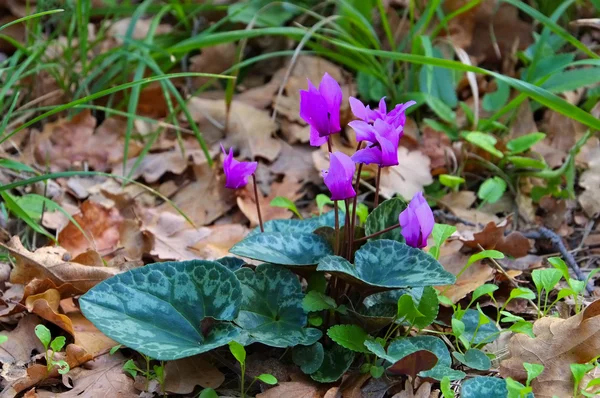 Cyclamen in forest — Stock Photo, Image