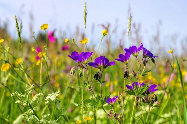 山の春花の牧草地 — ストック写真