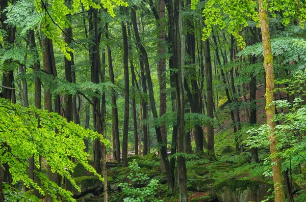 Hutan beech di Pegunungan Harz — Stok Foto