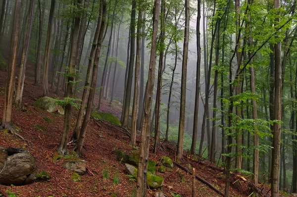 Bosque de hayas en las montañas de Harz — Foto de Stock