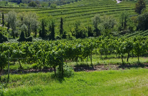 Friaul vinice v létě — Stock fotografie