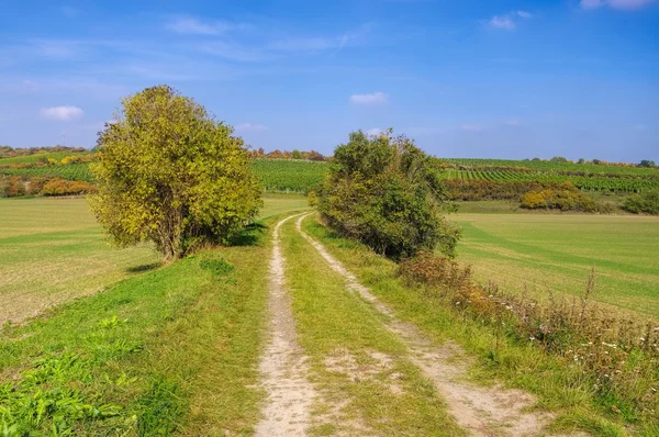 Saale Unstrut vinice — Stock fotografie