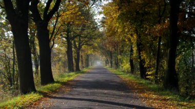Avenue Güz