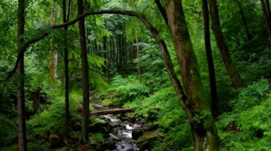 şelale nehir Ilse Harz dağlarında