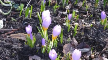 Çiğdem sarı timelapse