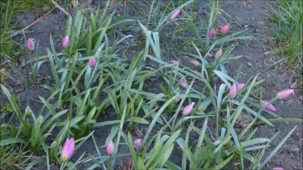 Wild tulip in spring in a timelapse — Stock Video