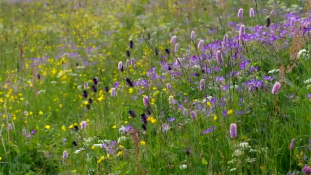 Prados de flores de primavera en las montañas en muchos colores — Vídeo de stock