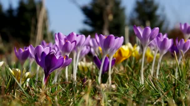 Crocus en primavera — Vídeos de Stock