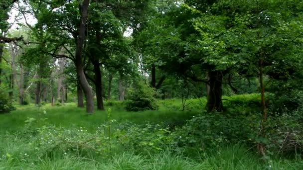 Древний лес Сабабурга в Германии — стоковое видео