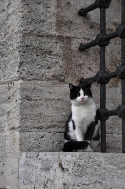 Istanbul kedi Süleymaniye Camii koruyor