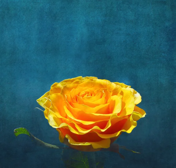 Gele roos op donkere achtergrond van de turquoise — Stockfoto