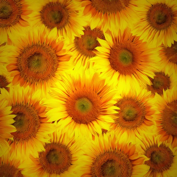 Têtes de tournesol fond décoratif — Photo