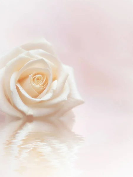 Fehér Rózsa Világos Rózsaszín Háttérrel Gyönyörű Fehér Rózsa Tükröződik Vízben — Stock Fotó