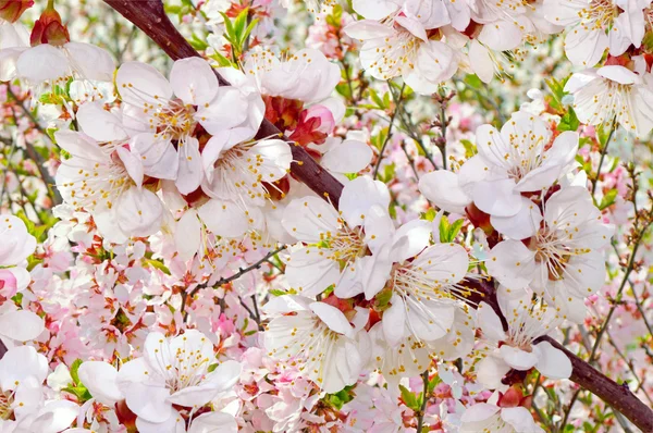 Flowers of the apple tree blossoms — Stock Photo, Image