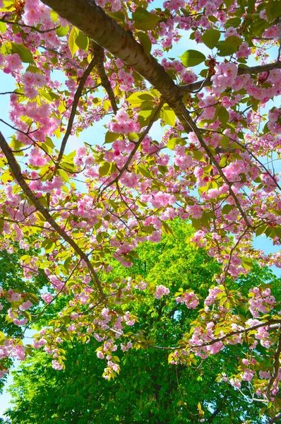 Blossoming sakura — Stock Photo, Image