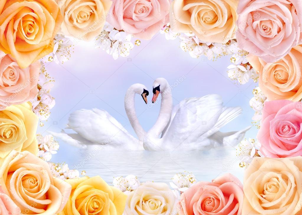 Swans in love framed by roses and cherry flowers