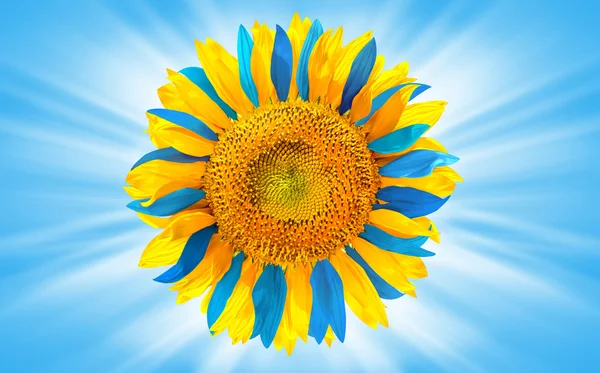 Tournesol coloré comme drapeau ukrainien — Photo