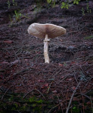 Zehirli mantar ile sümük kaplı