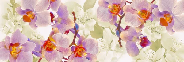 Kwitnące storczyki i wiśnie ozdoba — Zdjęcie stockowe