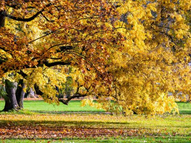 Sonbaharda Bad Homburg parkında ağaçlar, Hessen, Almanya